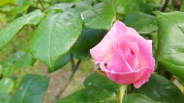 4k video, pembe gül çiçeği rüzgarda uçuşuyor, kamera bir gül çalısı etrafında hareket ediyor.