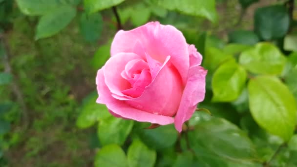 4k video, rosa rosa flor revoloteando en el viento, movimiento de la cámara alrededor de un rosal — Vídeo de stock