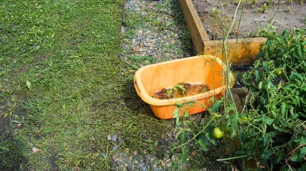 一个用于除草时收集杂草的橙色塑料空水盆矗立在花园里的绿草上 — 图库照片
