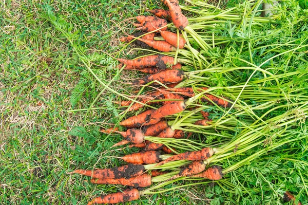 Freshly dug carrots with dirt and tops are lying on the green grass, harvest concept, banner.