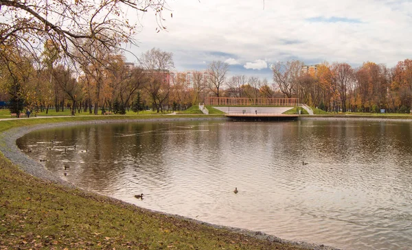 Moscow Russia October 2019 Осінній Вид Качок Понд Міському Парку Стокове Зображення