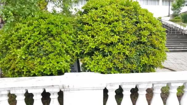 4K视频 景观设计中的红音冬青灌木 白色石膏栏杆后面的球状灌木 夏季公园的经典设计 — 图库视频影像