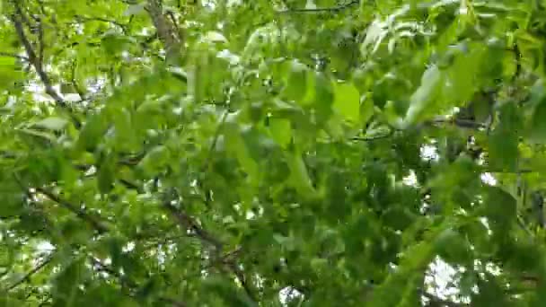 4Kビデオ 強い風がクルミの木の葉を揺らし 木の近くで育った未熟なクルミ — ストック動画