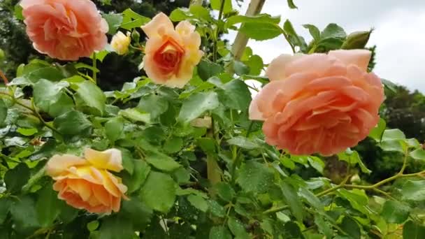 Vidéo Vent Secoue Une Belle Rose Sur Buisson Grimpant Poussant — Video
