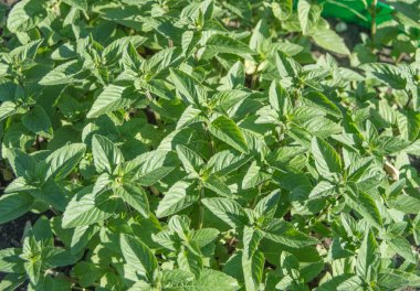 Nane bitkisi, doğal arka plan, üst manzara, güneşli yaz günü..