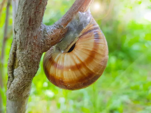 晴れた夏の日に自然を背景に木の枝に座っている小さな庭のカタツムリのクローズアップ — ストック写真