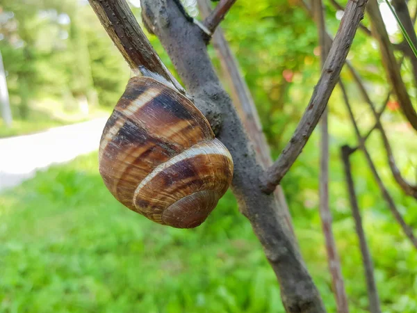 Nahaufnahme Einer Kleinen Gartenschnecke Die Einem Sonnigen Sommertag Vor Dem — Stockfoto