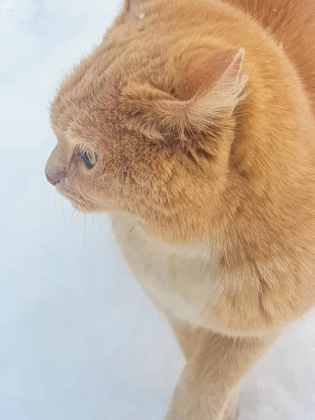 雪の中でかわいい赤い猫の肖像 クローズアップ 垂直写真 — ストック写真