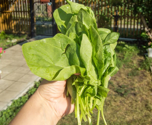 Kvinnas Hand Håller Nyskuren Bunt Ung Grön Spenat Utomhus Starkt — Stockfoto