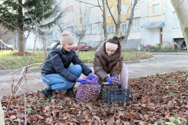 İki kadın sonbaharda bir ağacın altında yaprakların arasından ceviz topluyor..