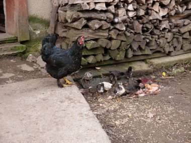 Tarım koşullarında yetişkin tavuklar ve piliçler. Kümes hayvanları..