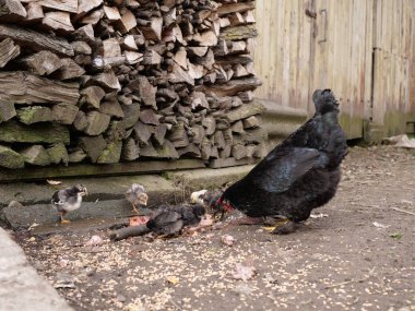 Tarım koşullarında yetişkin tavuklar ve piliçler. Kümes hayvanları..