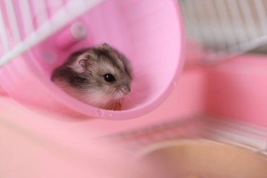 Tekerleğin içindeki cüce hamster yan bakıyor, etrafındaki kafese dikkatle tepki veriyor.
