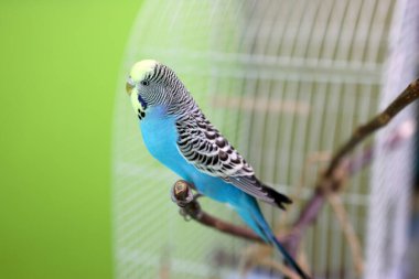 Budgerigar bir kafesin yanında bir dalda oturuyor, sakin duruş ve parlak renkli tüyleri gösteriyor.