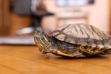 Kırmızı kulaklı sürgülü kaplumbağa, geniş boyunlu halı, kabuk dokusuna ve uzuvlarına odaklan.