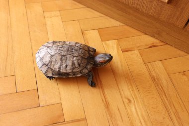 Mobilyaların yanında yerde kırmızı kulaklı sürgülü kaplumbağa, sıcak bir ev ortamında sakin bir hareket