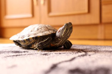 Sıcak ışıkta halının üzerinde kırmızı kulaklı sürgülü kaplumbağa, kabuklu ve bacaklı sakin poz