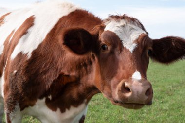Yeşil çayır arka planında kahverengi ve beyaz inek yüzünü kapat.