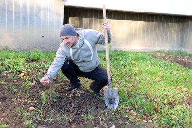 Bir adam elinde kürekle bir fidanın yanında çömeliyor ve sonbahar ekimi sırasında fabrikayı kontrol ediyor.