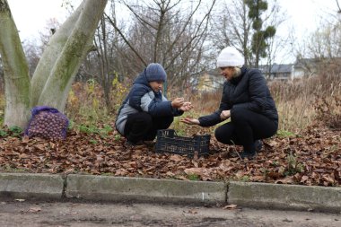 Bir kadın ve bir çocuk düşmüş yaprakların arasında bir ağacın yanında çömelmiş ceviz ayırıyor..