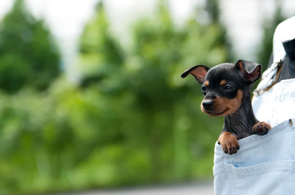 Minyatür Pinscher köpek yavrusu açık havada — Stok fotoğraf