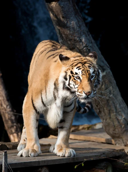 Sibirischer Tiger (panthera tigris altaica) ) — Stockfoto