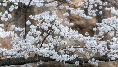Mart ayında kiraz çiçekleri