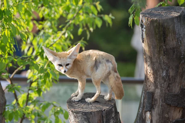 Wüstenfuchs mit großem Ohr — Stockfoto