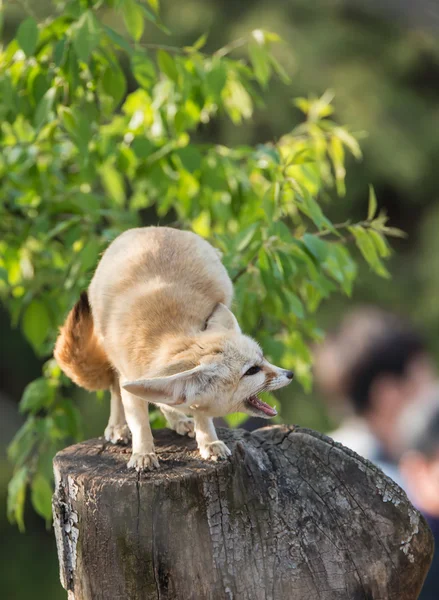 大きな耳を持つ砂漠の狐 — ストック写真