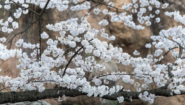 Mart ayında kiraz çiçekleri