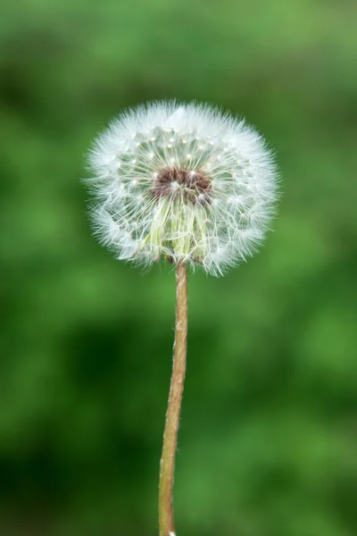 Fiore di tarassaco. primo piano — Foto Stock