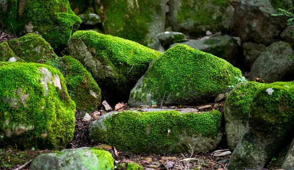 Mossy stenar djupt i skogen, Sydkorea — Stockfoto