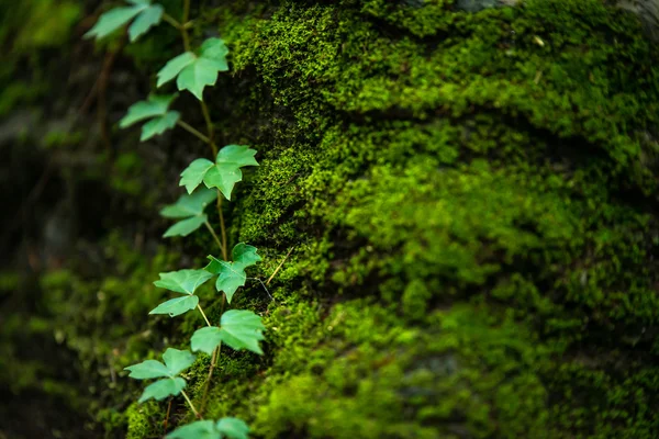 Mossy Stones Deep in the Woods, Zuid-Korea — Stockfoto