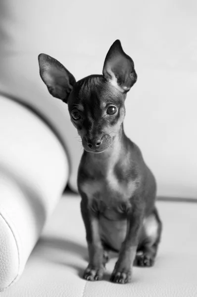Şirin köpek yavrusu minyatür Pinscher, siyah beyaz fotoğraf — Stok fotoğraf
