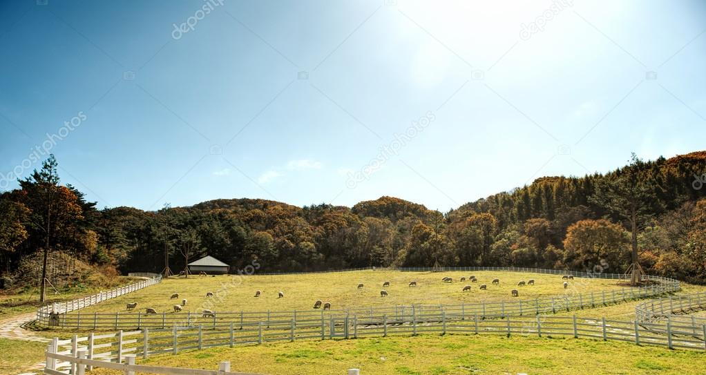 Sheep grazing under the autumn sky