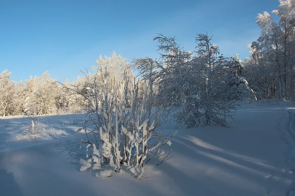 Bosque nevado y cielo azul — Foto de Stock