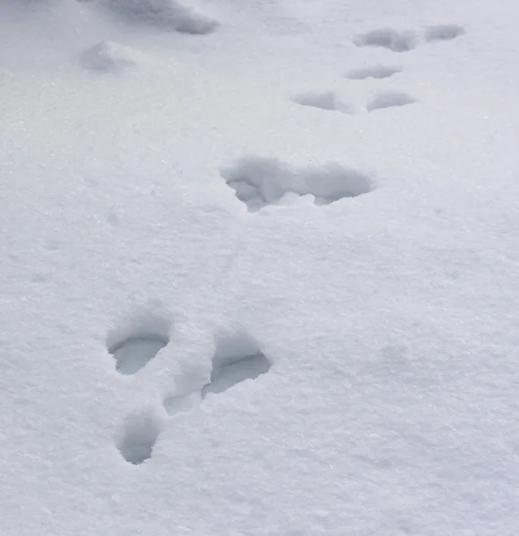 Hare footprint in snow — Stock Image Hare footprint in snow Stock Picture