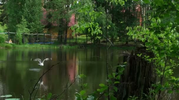 Vogel auf einem Baum — Stockvideo