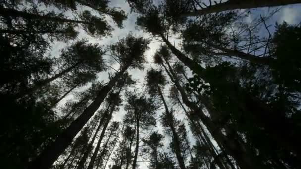 Nuages sur la forêt