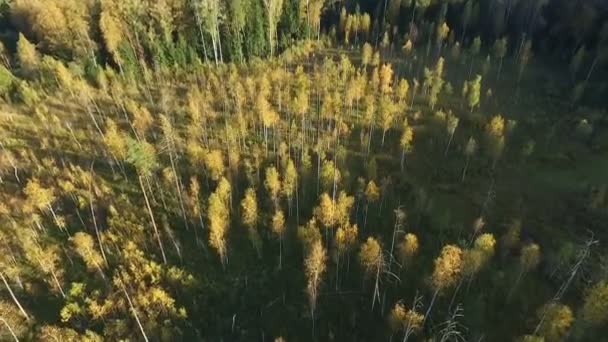 Політ над лісом — стокове відео