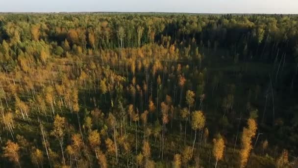 Політ над лісом — стокове відео