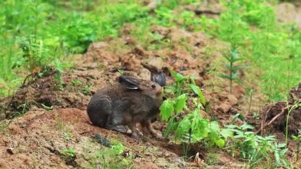 Hares and Rabbits in the Wild — Stock Video