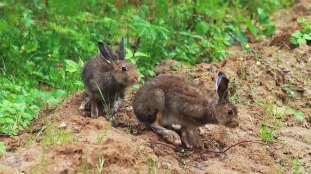 Hasen und Kaninchen in freier Wildbahn — Stockvideo