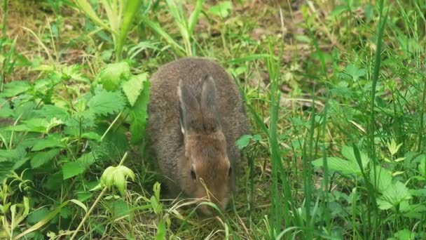 Замки й кролики в дикій природі — стокове відео
