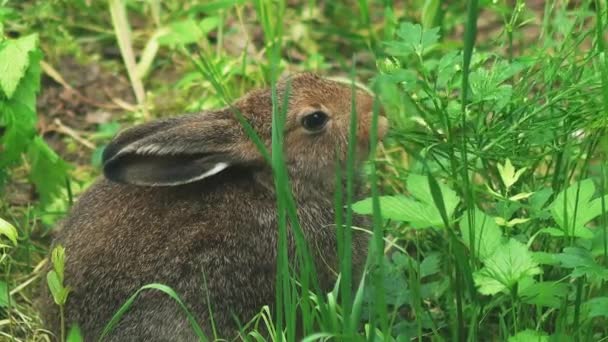 Zające i króliki w środowisku naturalnym — Wideo stockowe