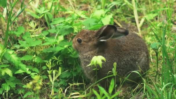 Hares and Rabbits in the Wild — Stock Video