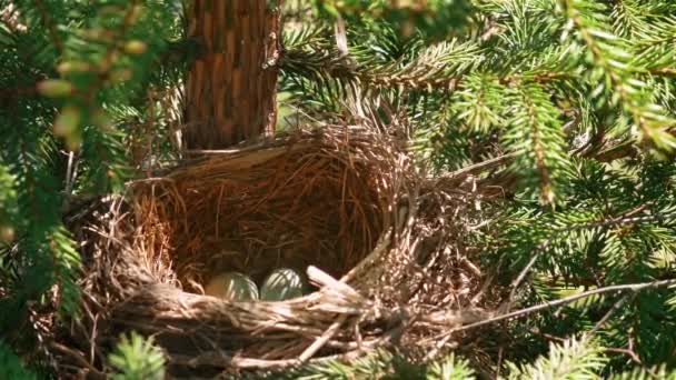 L'oiseau dans le nid Chapeaux Oeufs — Video