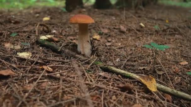 Porcini houby v lese — Stock video