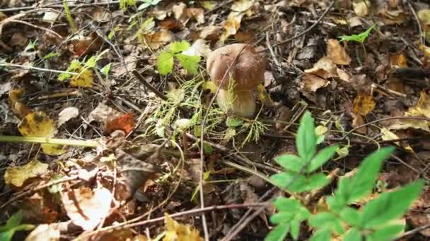 Setas porcini en el bosque — Vídeos de Stock