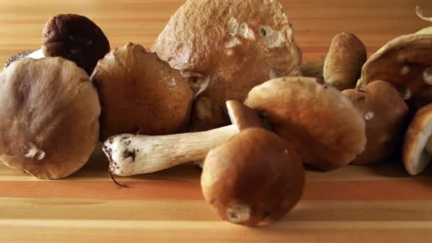 Porcini Mushrooms on the Table — Stock Video